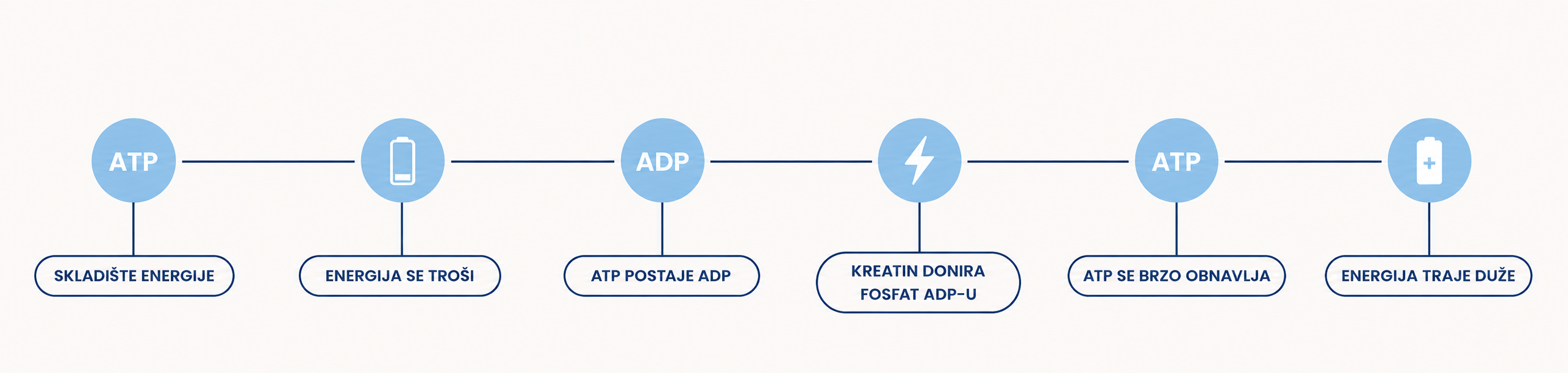 Dijagram kako kreatin pomaže ćelijama da obnove ATP energiju